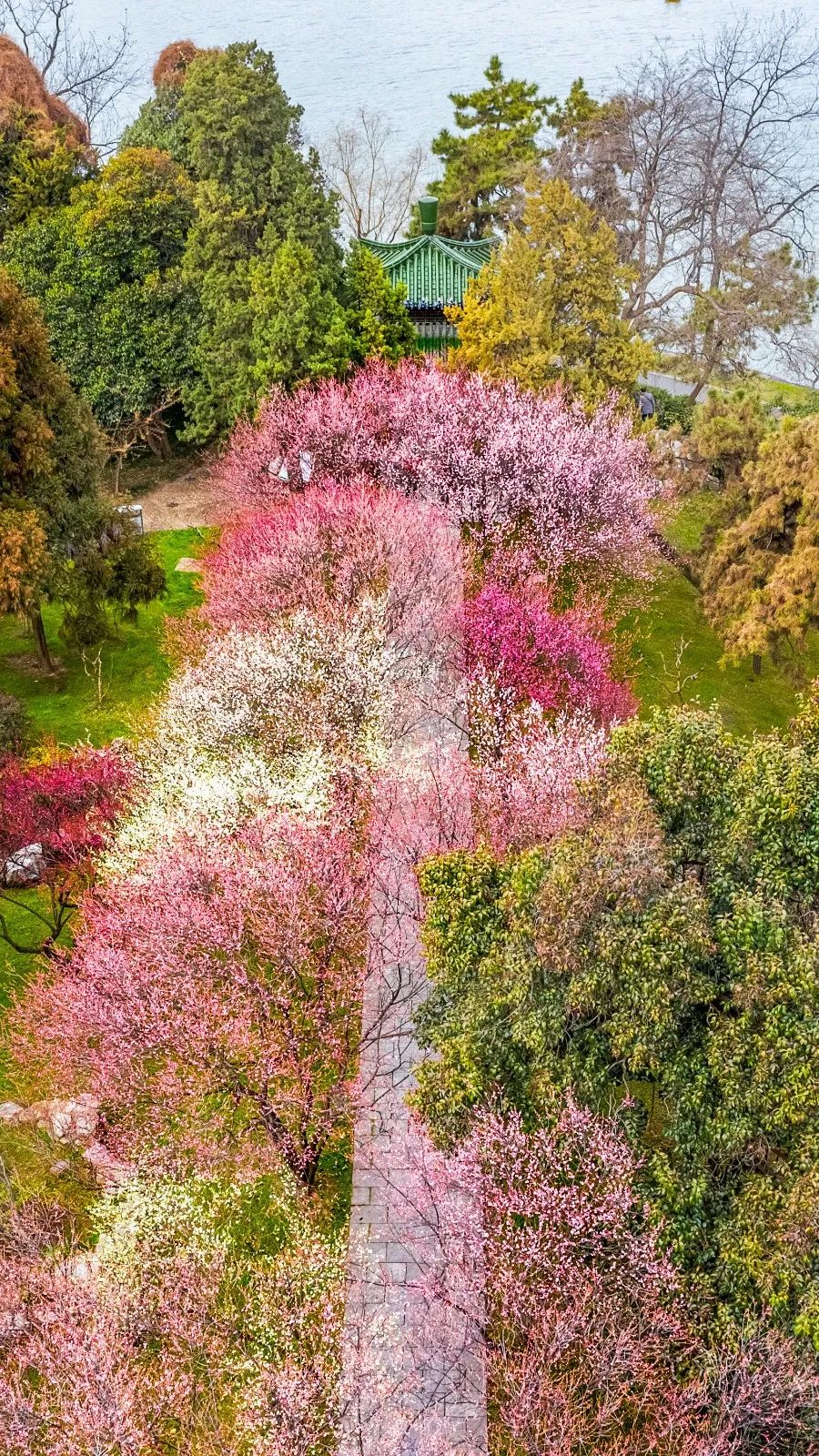 花开满城春意浓