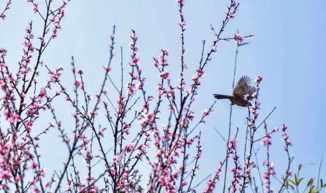 视觉岁阑珊春悄然盘州春景惹人醉