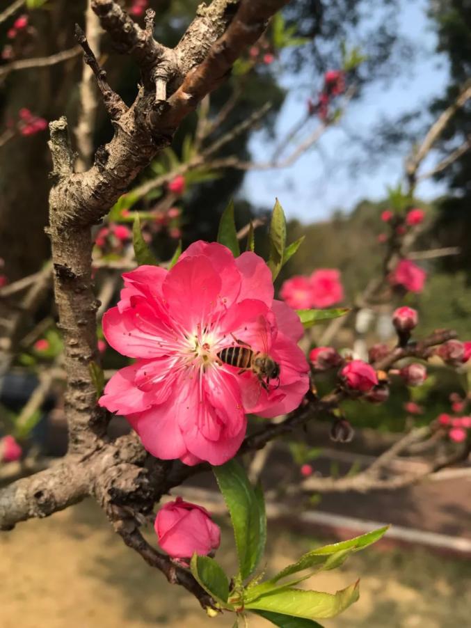 桃花開了就在韶關這些地方和家人一起來走走桃花運吧