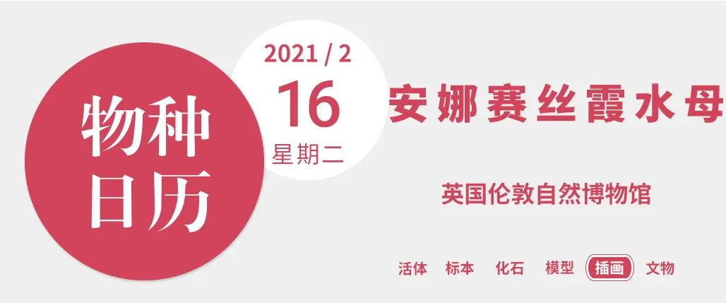 我以永逝的爱人之名 命名海上最美的生物 湃客 澎湃新闻 The Paper