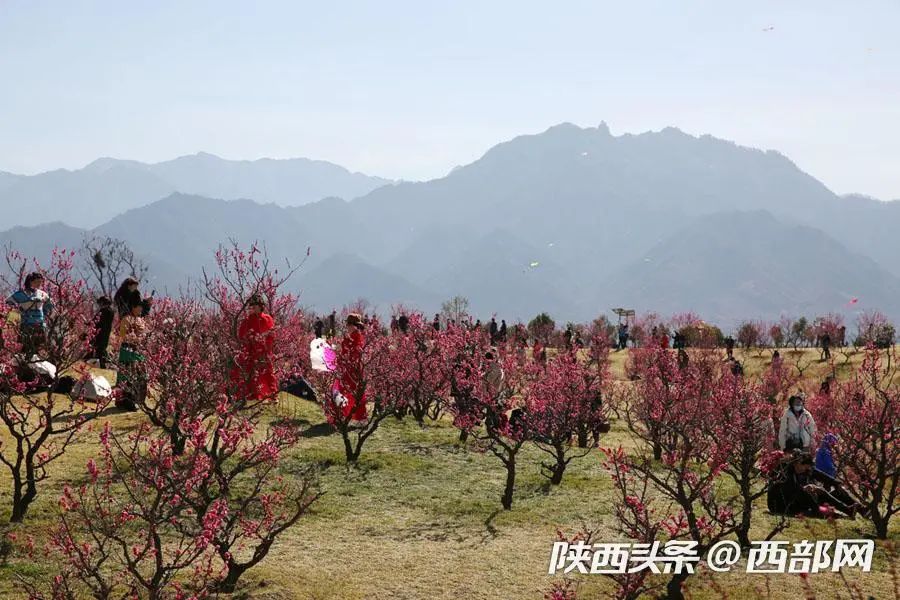 终南山下三千株梅花盛开赏花者纷至沓来