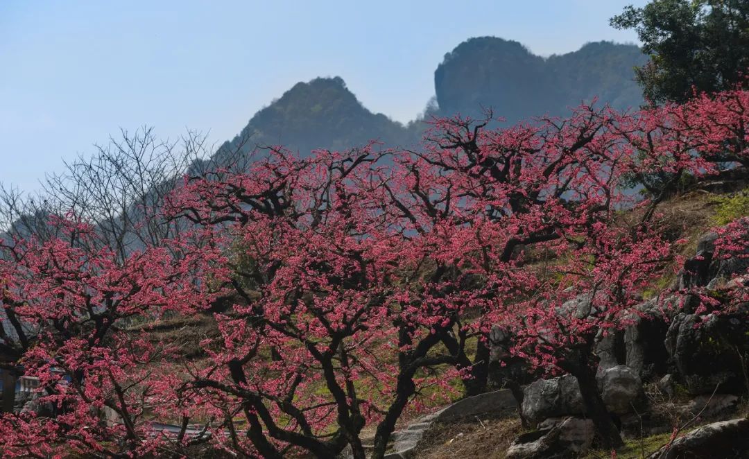 河源连平桃花图片