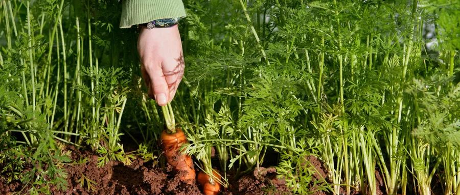 廿四节气 | 雨水生木,生生之机,宜养护而不宜摧折