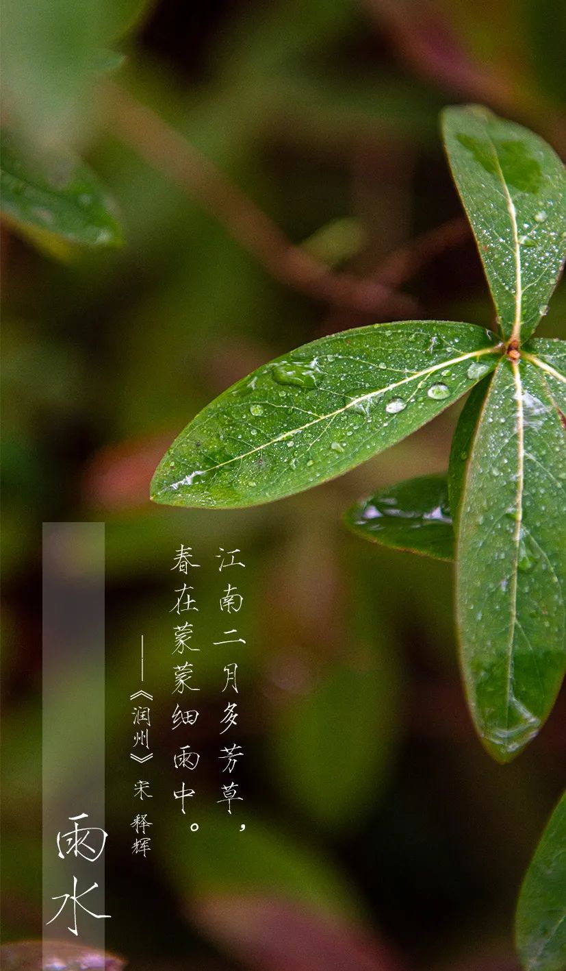 雨水雨润大地万物苏爱申活暖心春