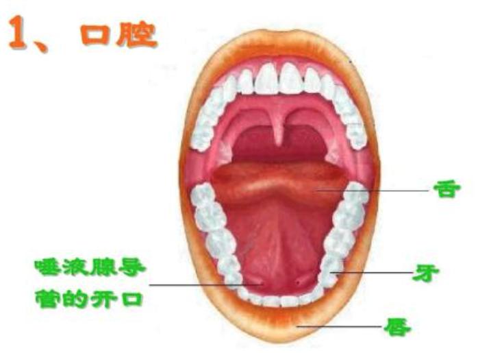 下齿龈位置图图片