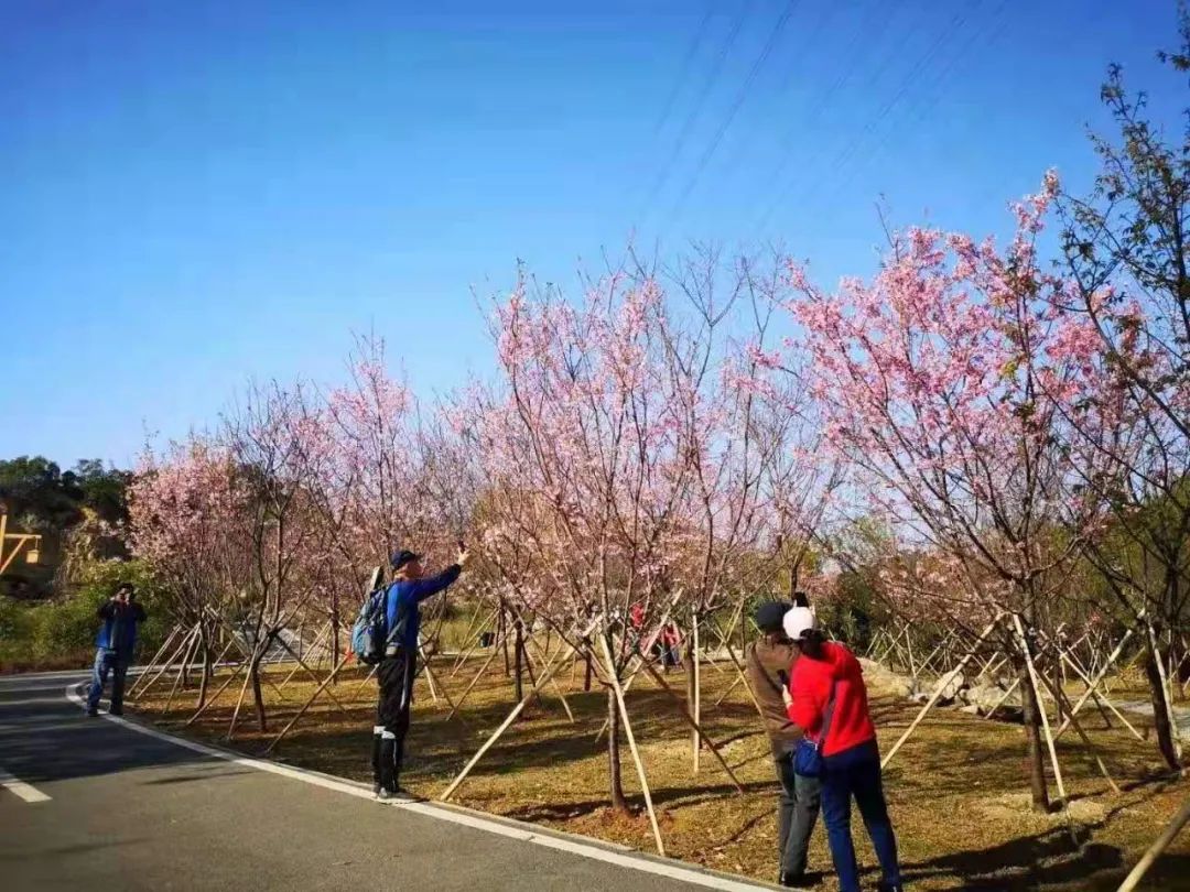 自樱花林开放以来,观音山郊野公园就成为了网红打卡点,不少市民在一簇