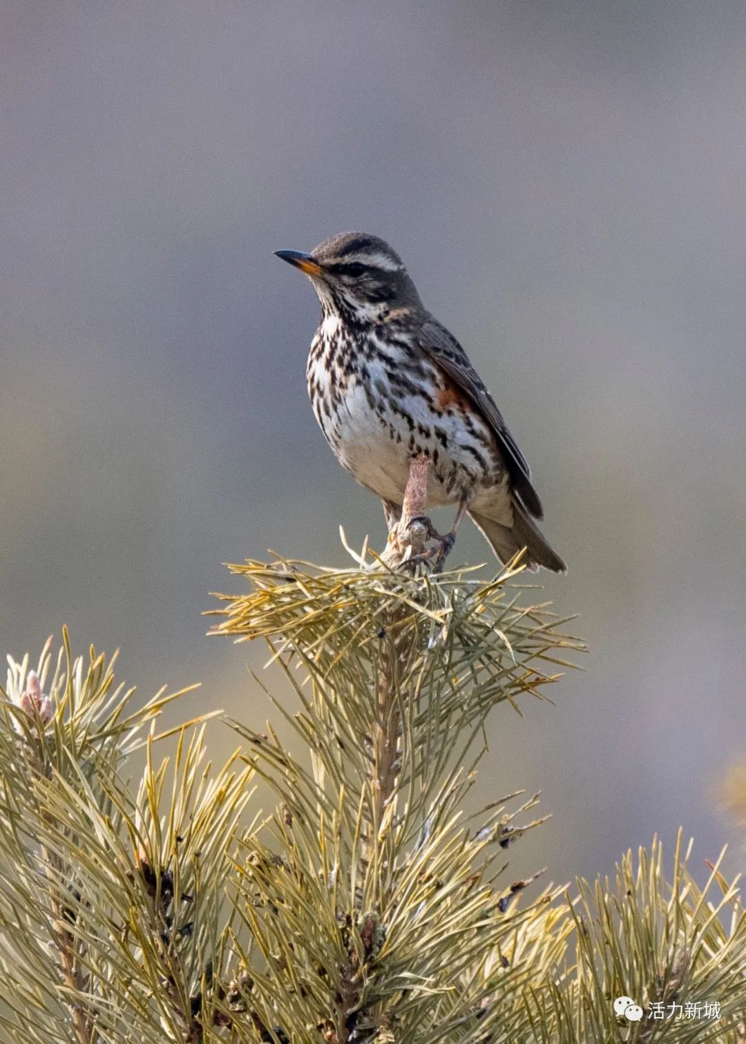 新春走基层白眉歌鸫报春来