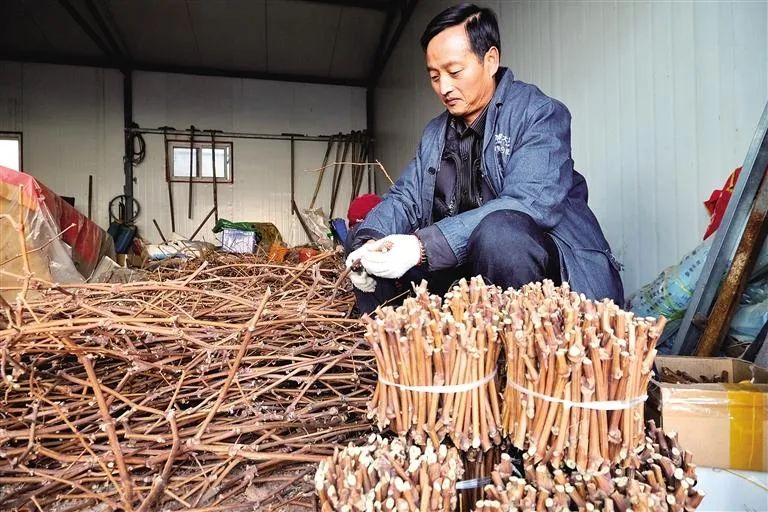春剪葡萄技术,春剪葡萄技术要点
