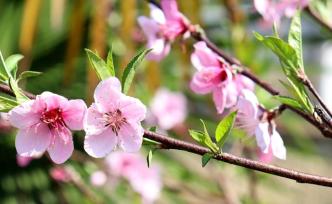 春暖花開 | 賞花正當(dāng)時(shí)，看桃花依舊笑春風(fēng)