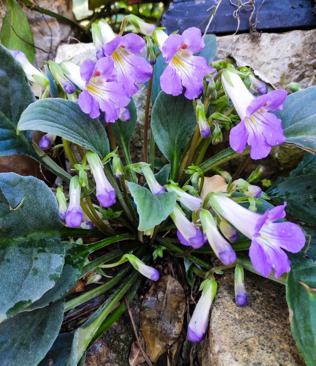 岩石上的小精灵百寿报春苣苔在牛年新春艳丽绽放