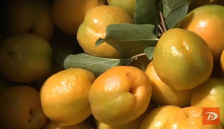 社会报道李广杏史传万家引群众观议热潮