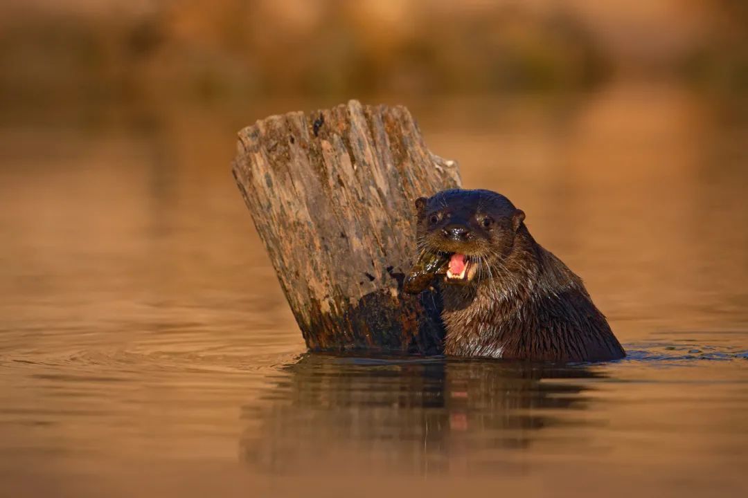 一候獭祭鱼雨水三候春天在蒙蒙细雨中款款走来农田也在雨水的洗涤中更
