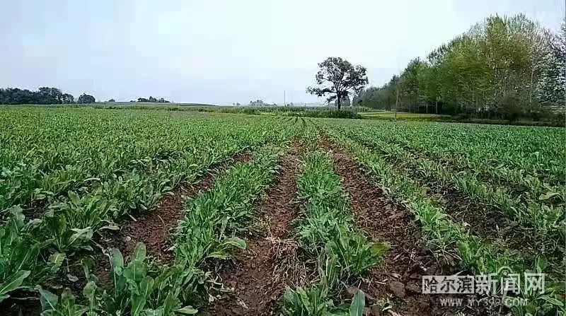 今年黑龍江中藥材產業持續發力種植面積瞄準350萬畝