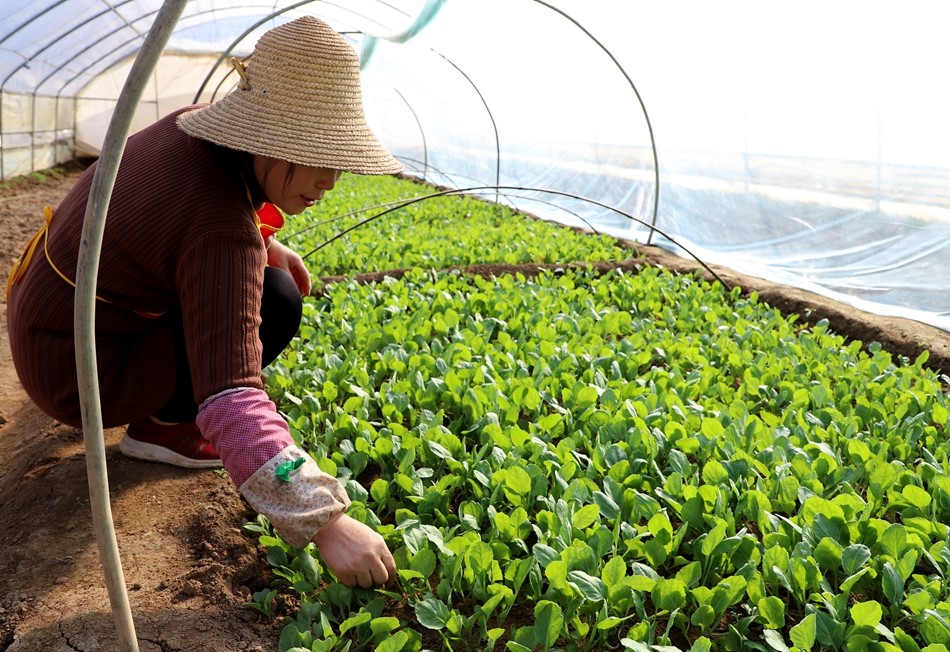春天,正是一年当中农业生产大忙的时节,记者来到清水县盛园瓜果农民