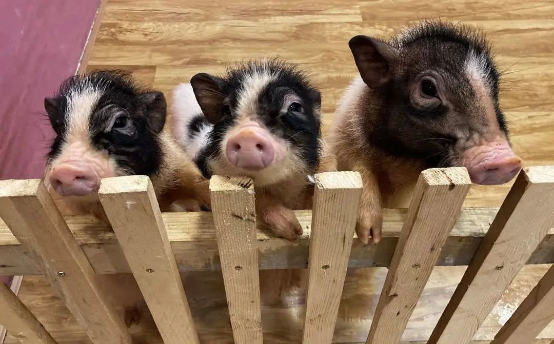 徐州人爱上"撸兔子撸猪"!撸毛,喂食,还能给打扮拍照!