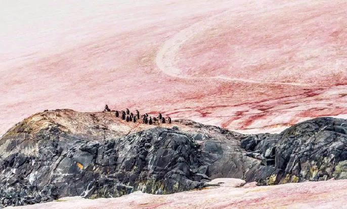 关注南极又现西瓜雪但这一点也不浪漫