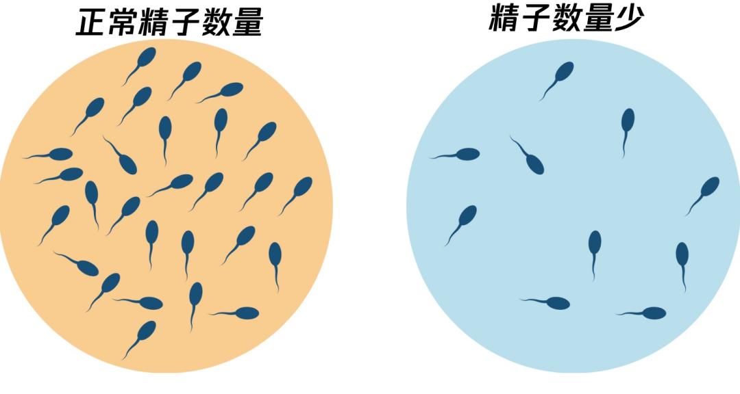 結論是:整個人群的精子濃度每年下降1