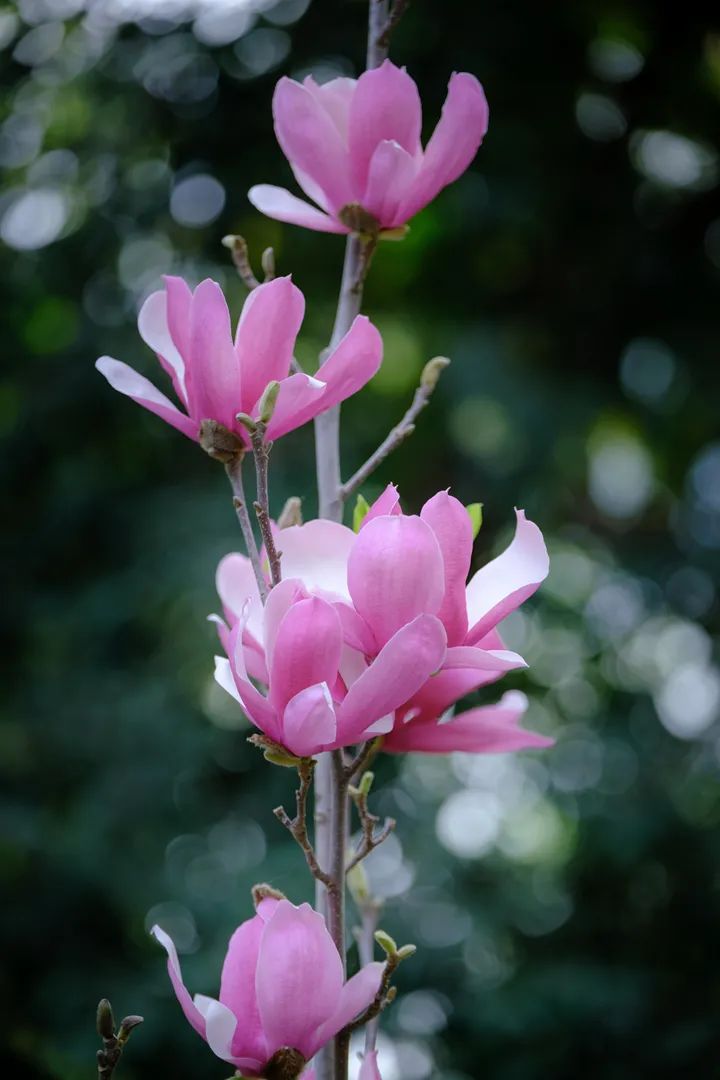 星湖景区五大名花竞相绽放美翻了