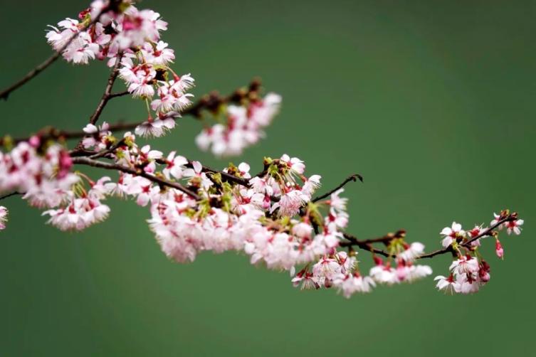 太美了 杭州第一波樱花盛放 惊艳视频美图放送 早春赏樱路线快收藏