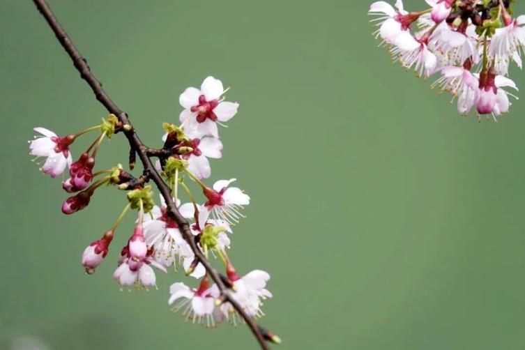 太美了 杭州第一波樱花盛放 惊艳视频美图放送 早春赏樱路线快收藏