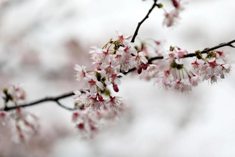 太美了 杭州第一波樱花盛放 惊艳视频美图放送 早春赏樱路线快收藏