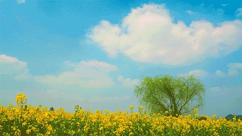 油菜花美景 图:潼南微发布购票攻略全价门票:50元/人优惠门票:25/人