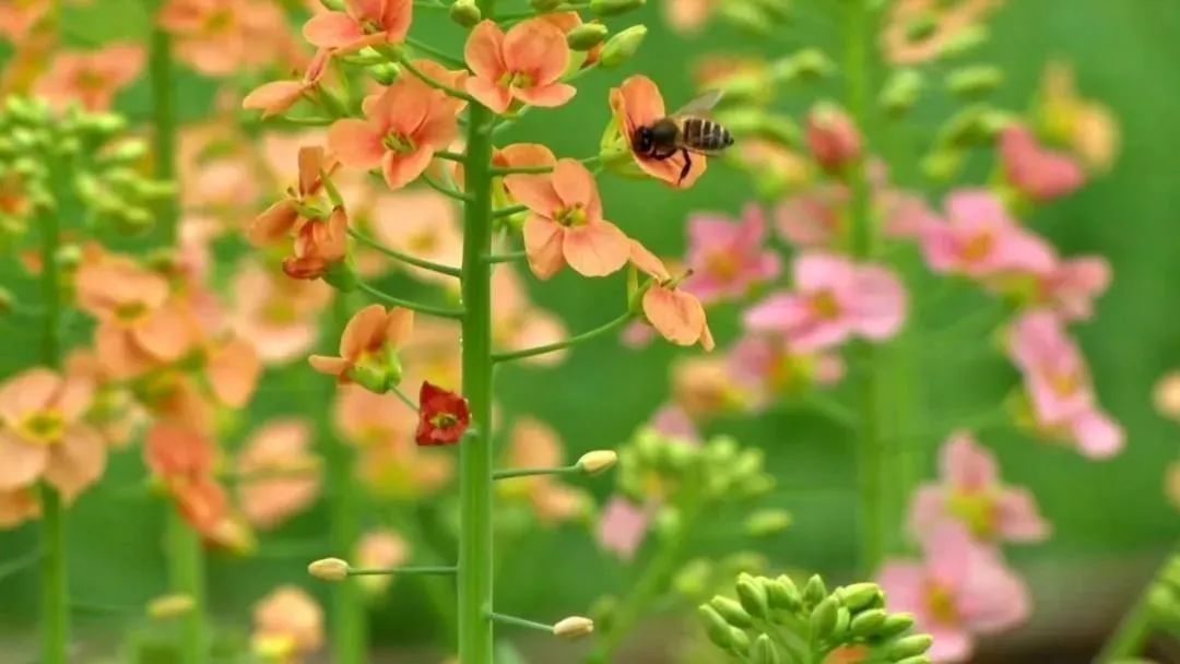 看區縣2021菜花節將於2月26日開幕有哪些耍事