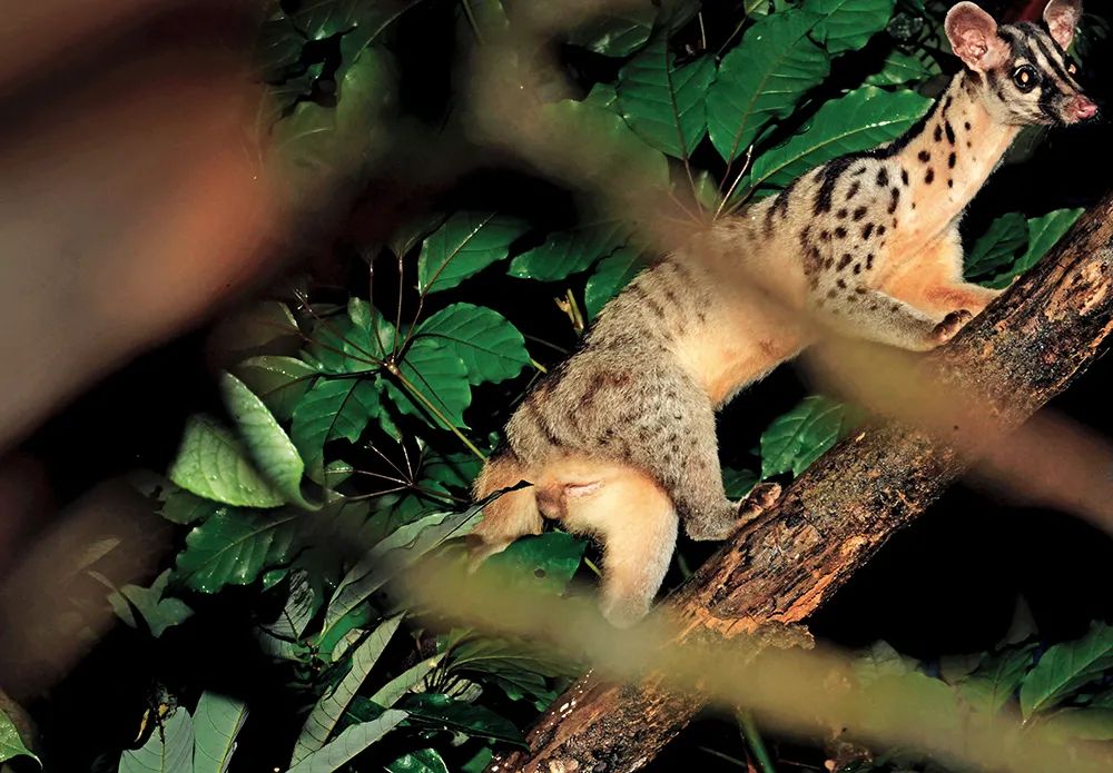 缟灵猫(新增一级) 肖诗白/摄