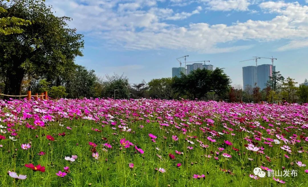藏不住了鹤山多片花海惊艳亮相就在这些地方