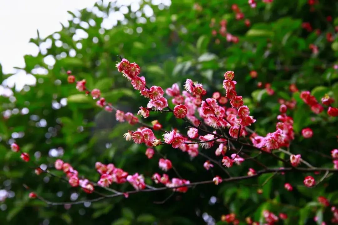 國家溼地公園內洋湖溼地公園▲圖片 來源網絡鏡頭之下,跑出了一個春天