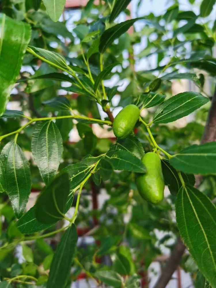 马溜光树简介图片