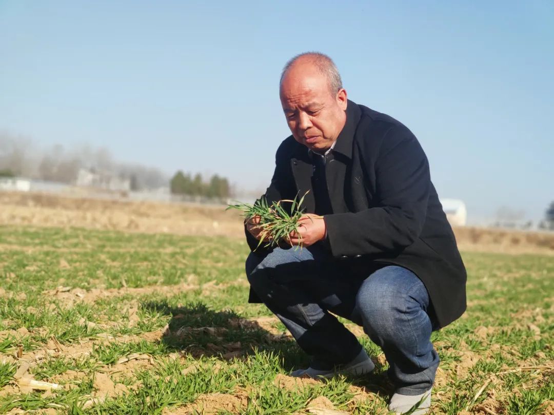 专家支招做好这六点麦田苗大壮