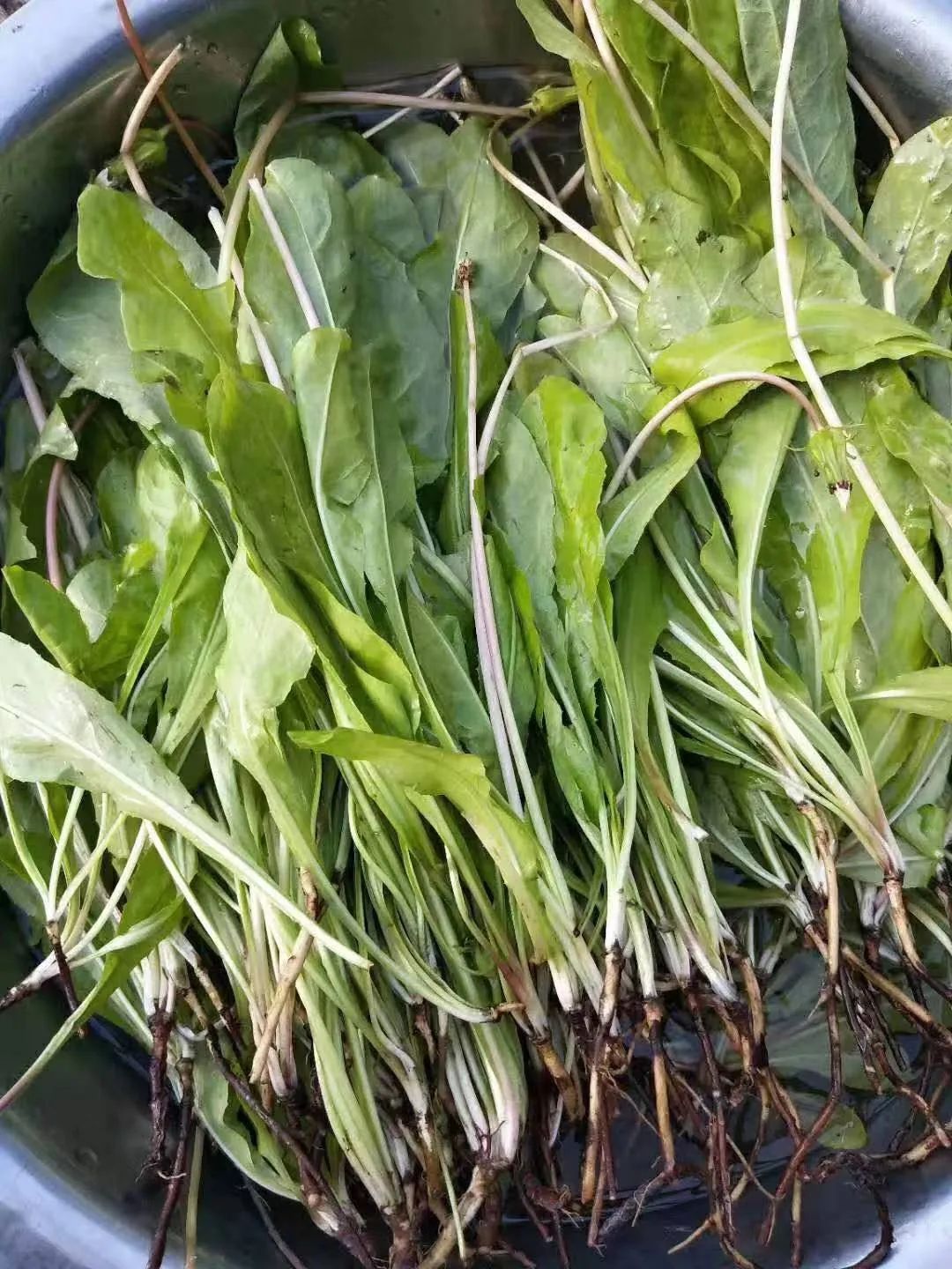 一起挖野菜去