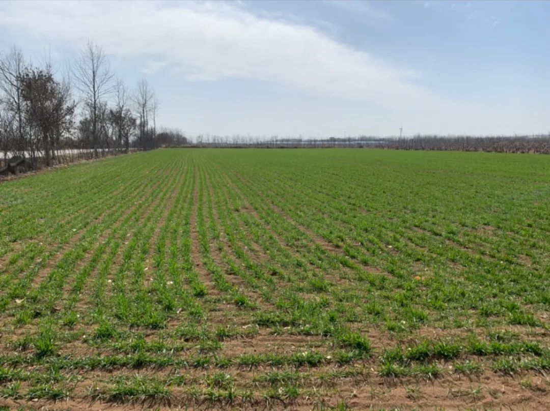 山西日报河东农户下田忙春耕