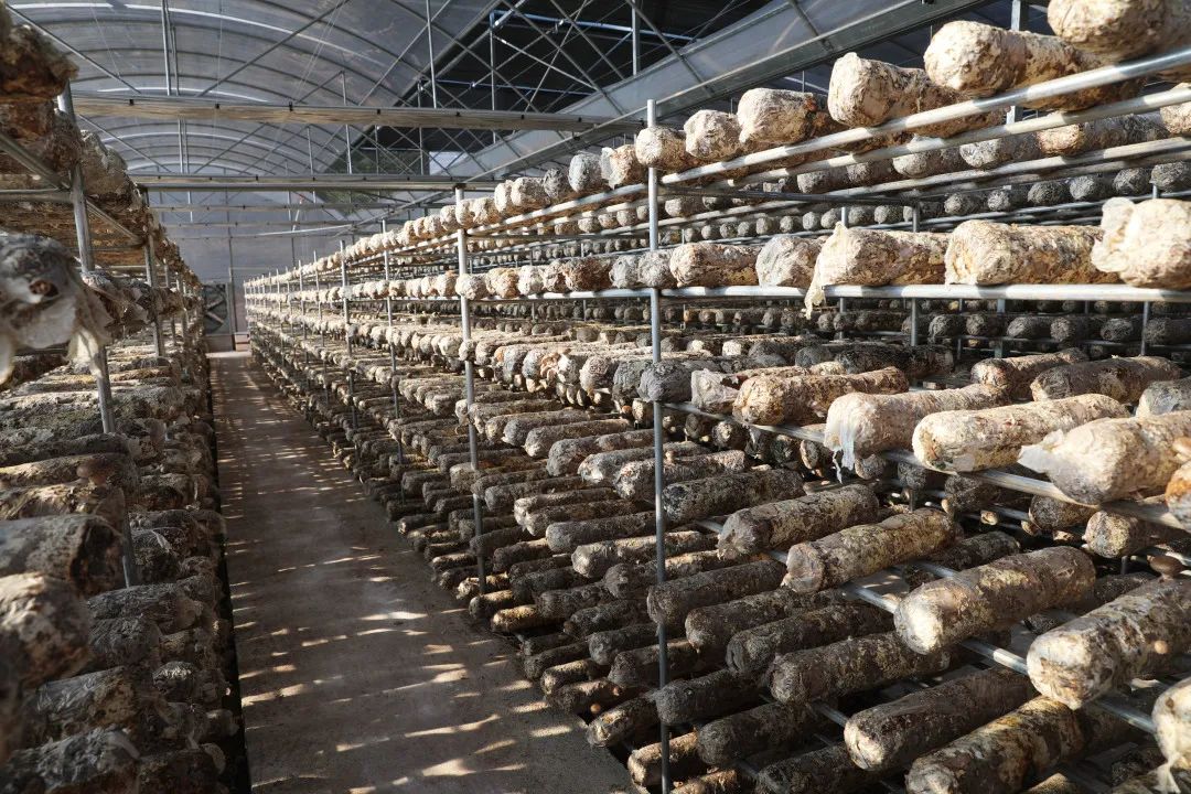 渝北菇农的新菇算建新棚提产量让乡亲们增收致富