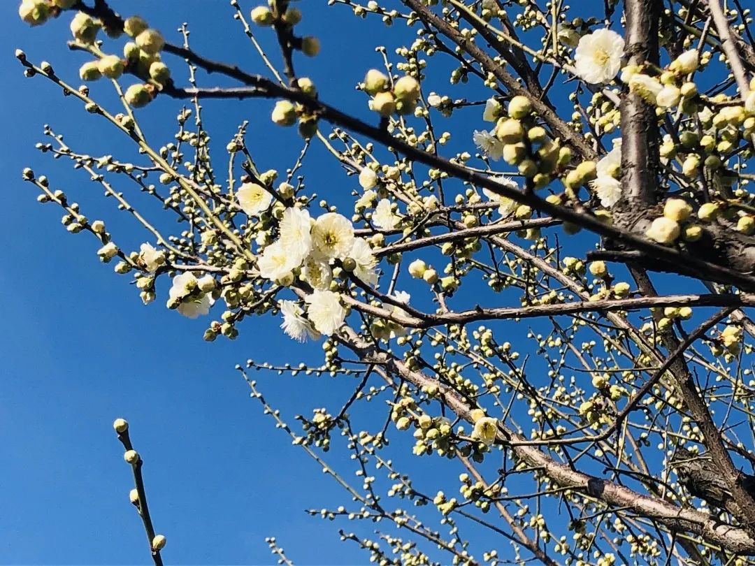 俏争春松江这一大片梅花海等你来爱申活暖心春