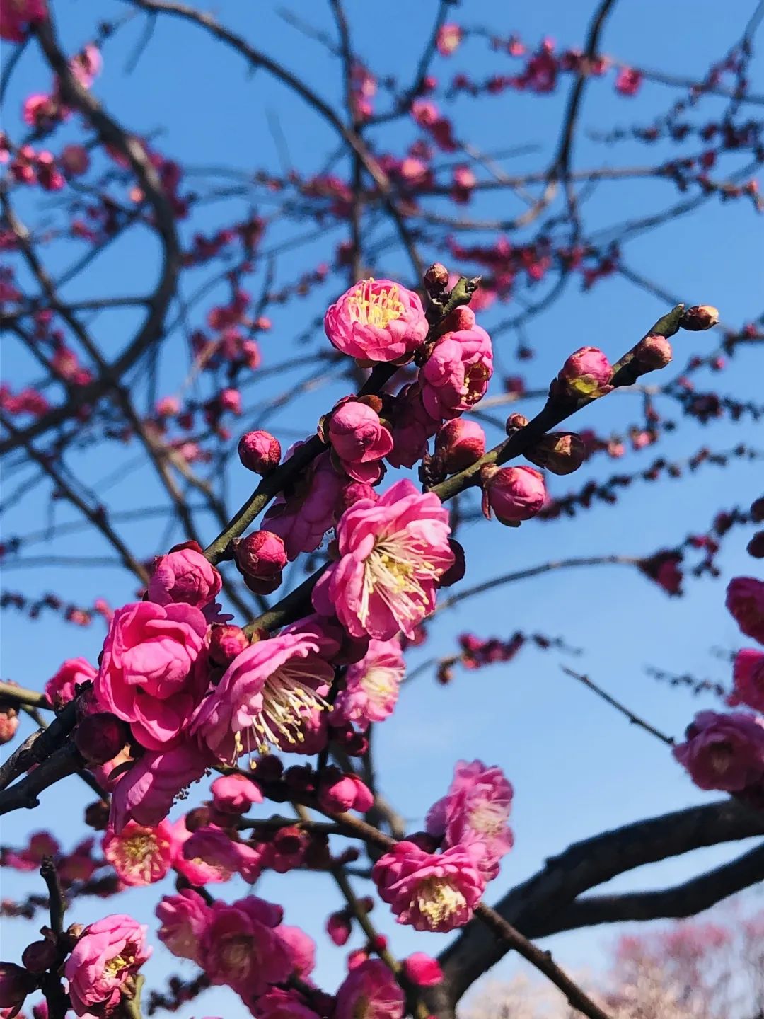 俏争春松江这一大片梅花海等你来爱申活暖心春