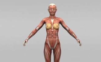 肌肉杂交与肌肉再生，重编程以重建受损肌肉