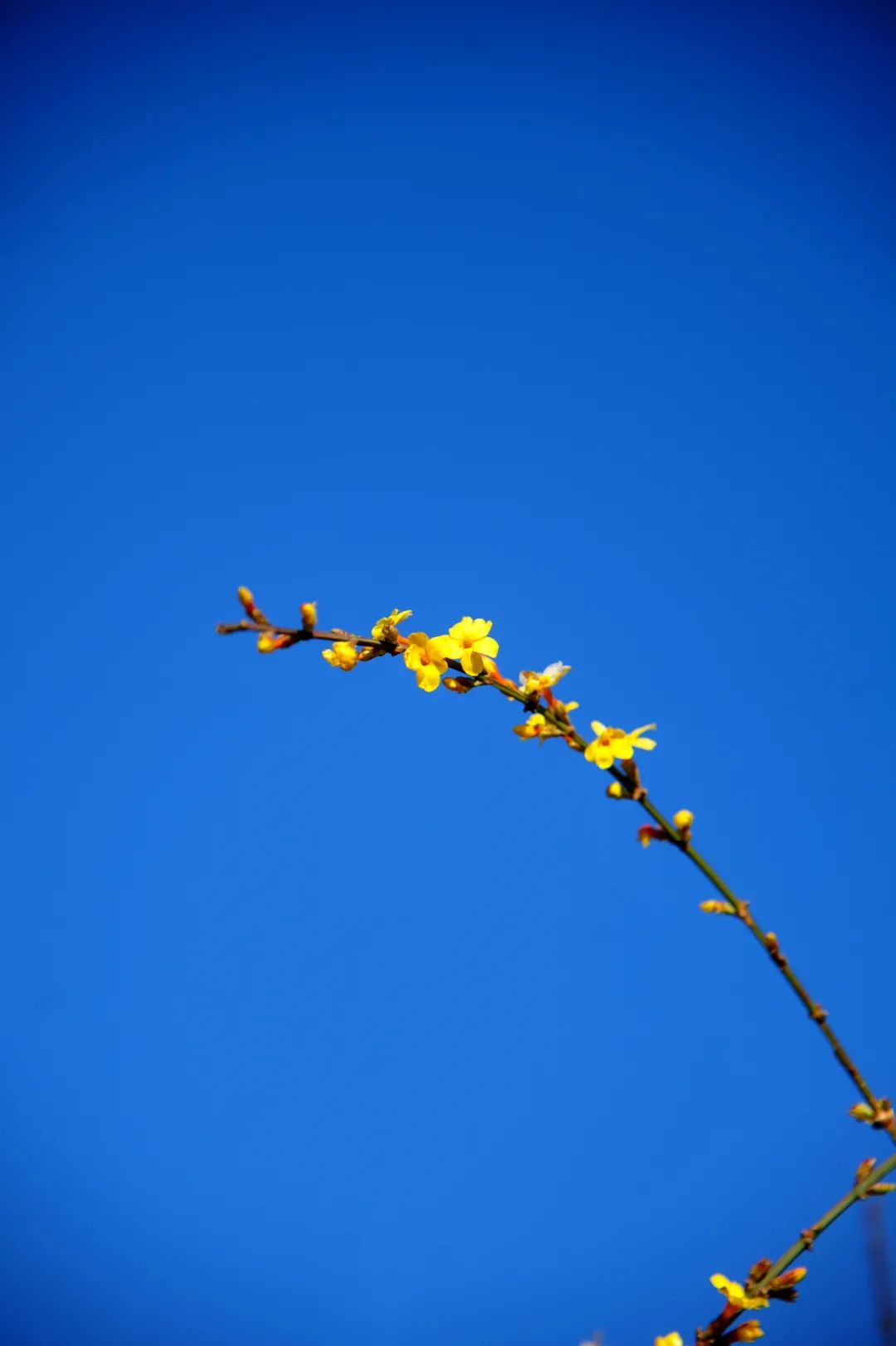 春天里第一朵向你招手的小花,开啦!