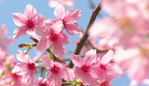 474_275gif 动态图 动图