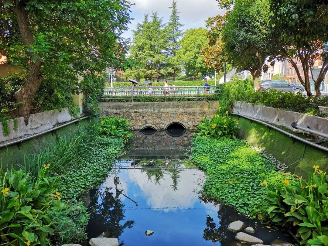 整治后的虹桥机场河道水清景美有鸭有鹅有锦鲤