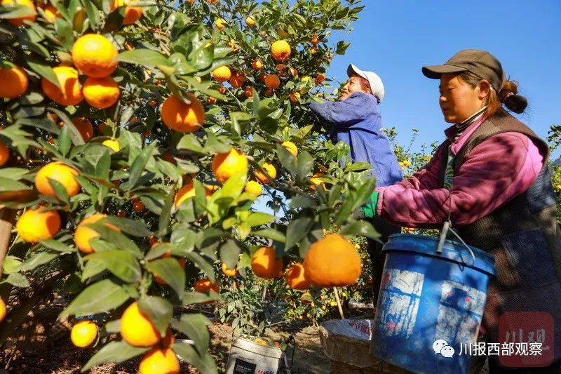 春天的收获雅安黄果柑春茶进入采摘时节