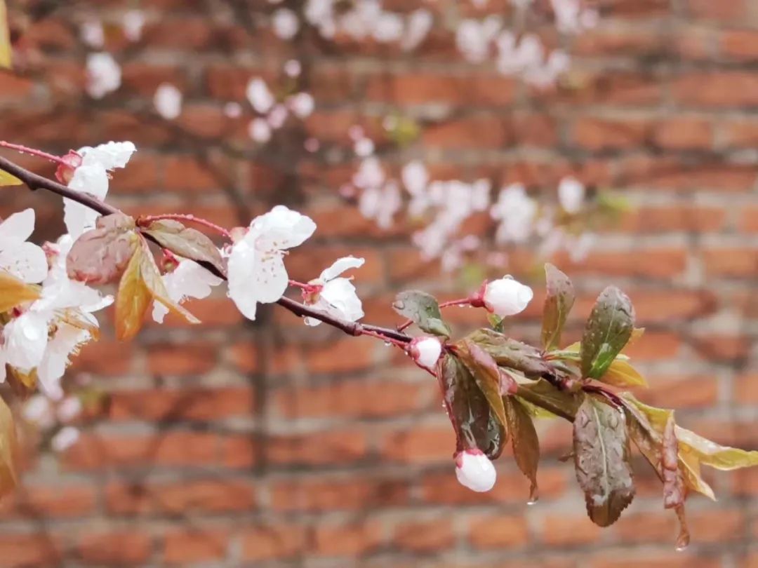 局部大雨,雨夹雪!刚刚,日照发布降水预报!