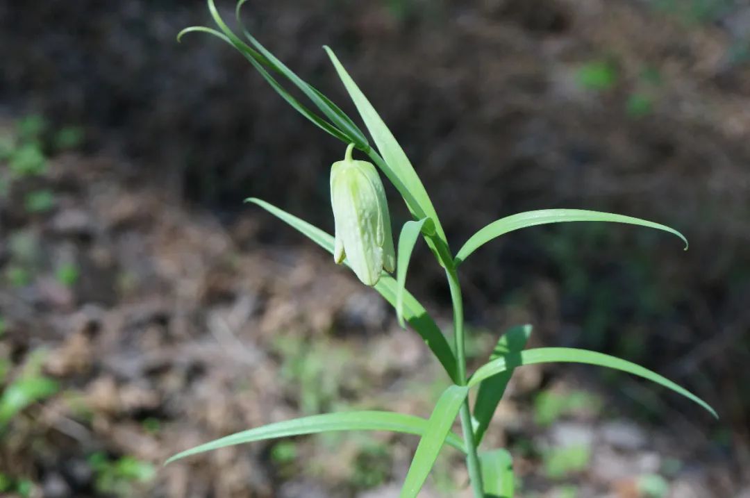 春风吹开浙贝母