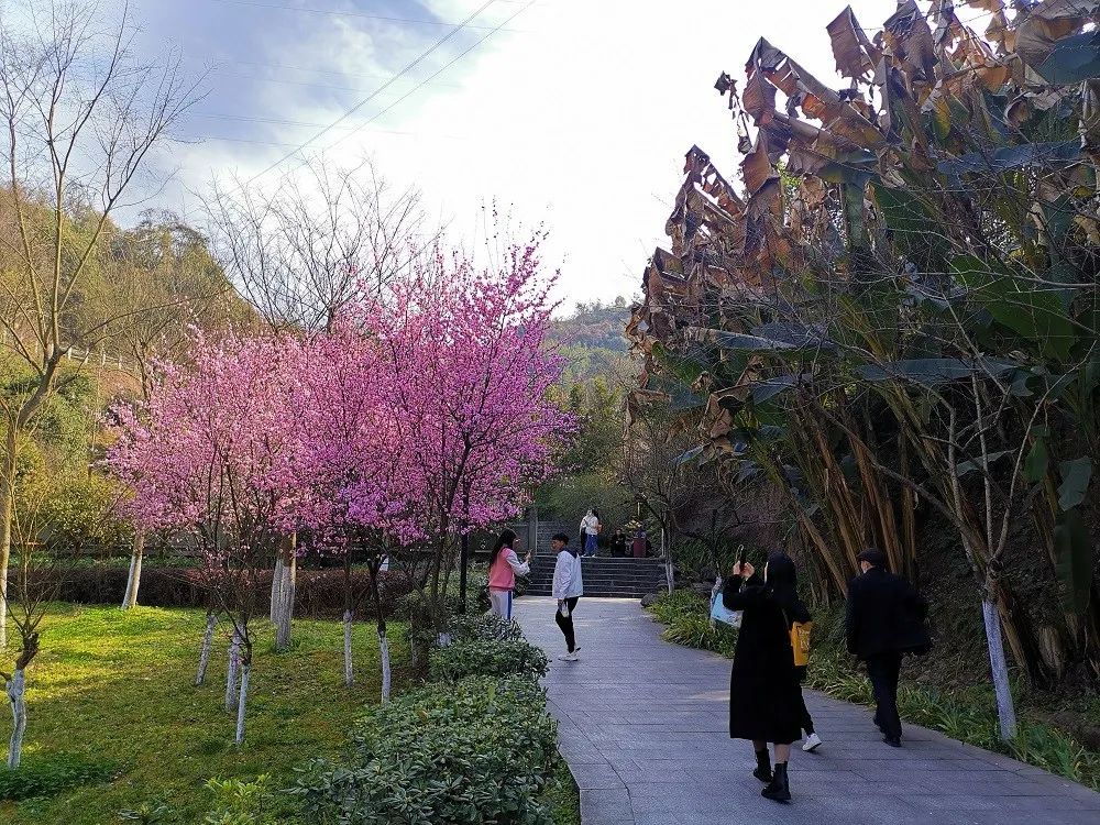 达州看花景点推荐图片