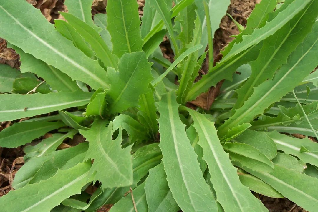 春天到了上山挖野菜别傻傻地分不清看看这个