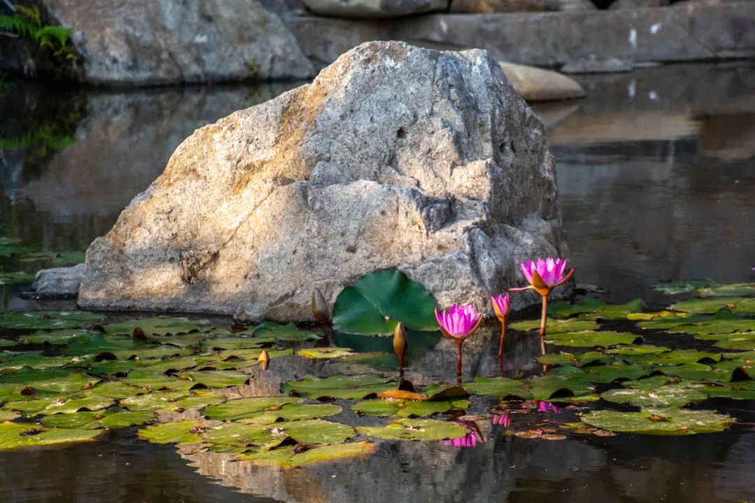 半山花海公园图片