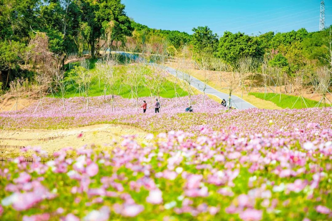 半山花海公园图片