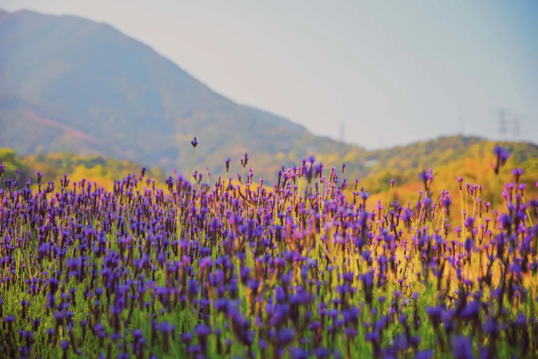 半山花海公园图片