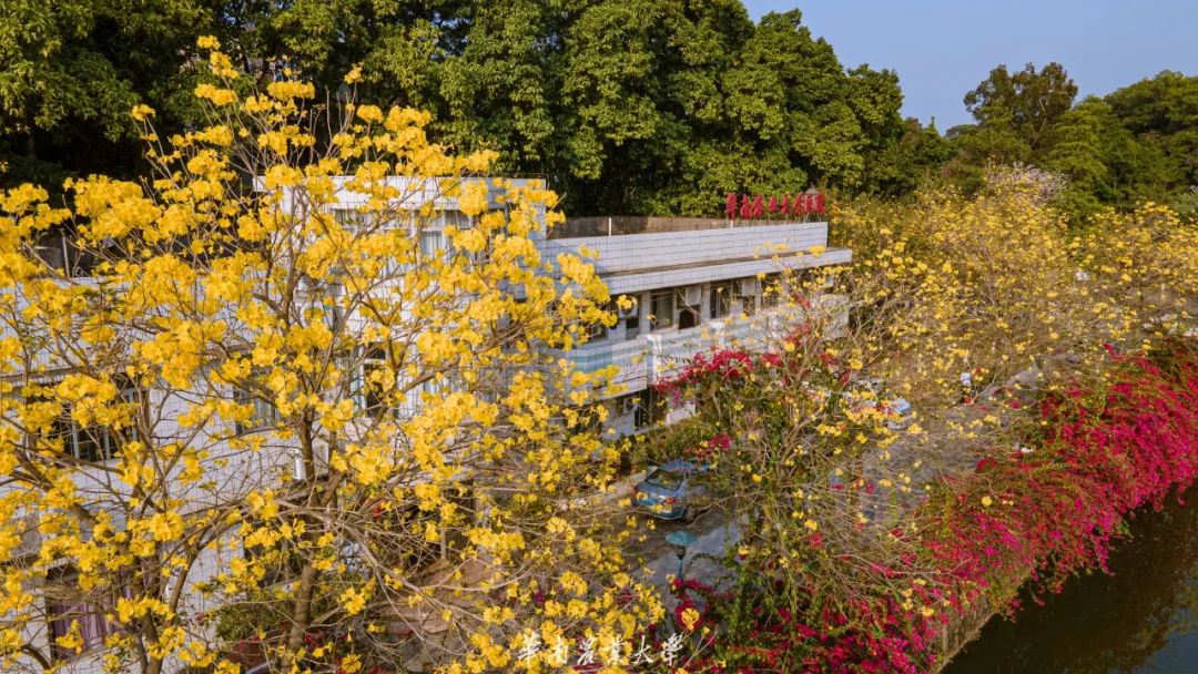 太美了直擊華農春日花海內有獨家花海航拍